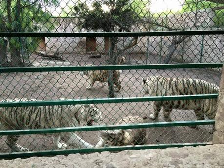 Zoológico de Mexquitic  pide ayuda; animales se están quedando sin comida