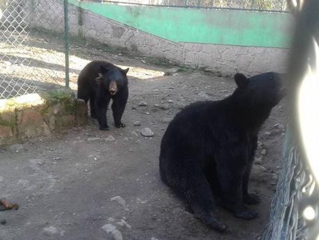 Zoológico de Mexquitic  pide ayuda; animales se están quedando sin comida