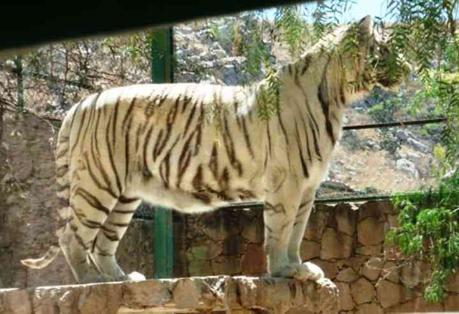 Zoológico de Mexquitic  pide ayuda; animales se están quedando sin comida