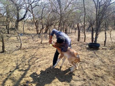CONTINÚA GEM EN COMBATE DE PLAGAS Y ENFERMEDADES EN EL SECTOR AGROPECUARIO