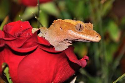 Gecko Crestado geco crestado mascota