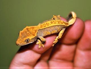 Gecko Crestado geco crestado
