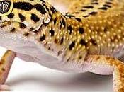 Gecko Leopardo