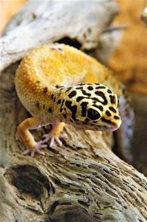 Gecko Leopardo