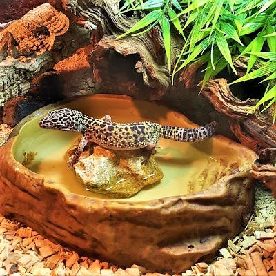 Gecko Leopardo
