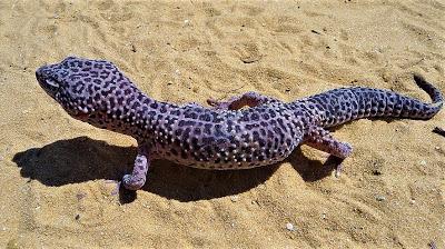 Gecko Leopardo
