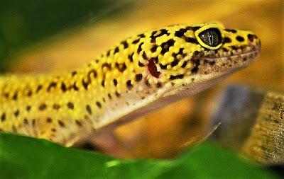geco leopardo cabeza