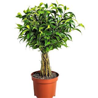 Ficus ficus