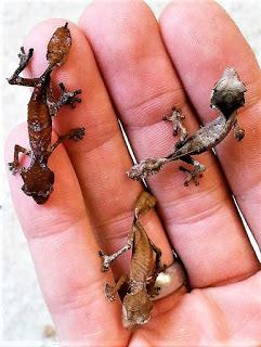 Gecko cola de hoja geco cola de hoja satanico