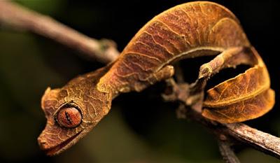 Gecko cola de hoja Gecko cola de hoja