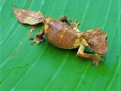 Gecko cola de hoja geco satanico