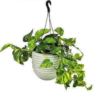 Potos (Epipremnum aureum) Potos (Epipremnum aureum)