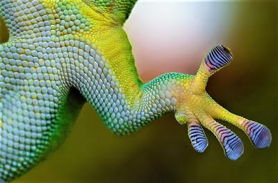 gecko trepador