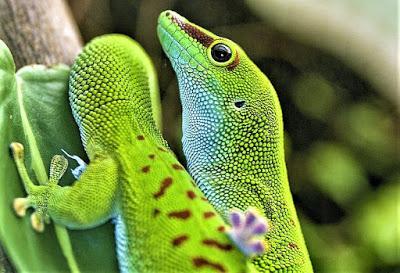 gecko verde