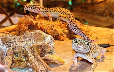 terrario gecko leopardo