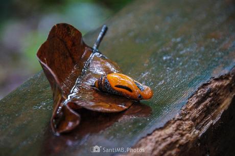 Metamorfoseando en mal sitio