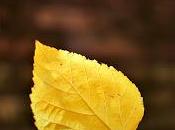 Símbolos Rituales Otoño