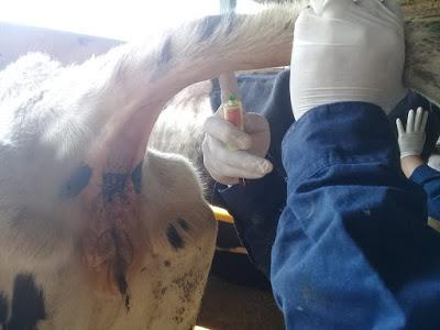 CONTINÚA GOBIERNO DEL EDOMÉX CON SUPERVISIONES PARA DETECCIÓN DE TUBERCULOSIS BOVINA