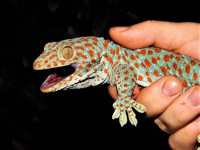 domar gecko tokay