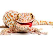 Gecko Tokay