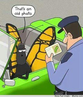 Quintas moradas: la transformación por amor mariposa manejando con licencia de gusano (caricatura)