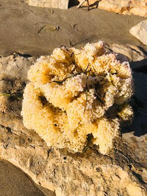 Crónicas mundanas de la COVID-19 (D48)