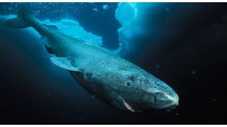 ¿Es el Monstruo del Lago Ness un tiburón boreal?