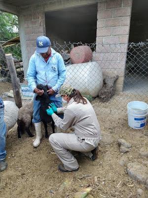PARTICIPA EDOMÉX EN CAMPAÑA NACIONAL CONTRA LA BRUCELOSIS ANIMAL