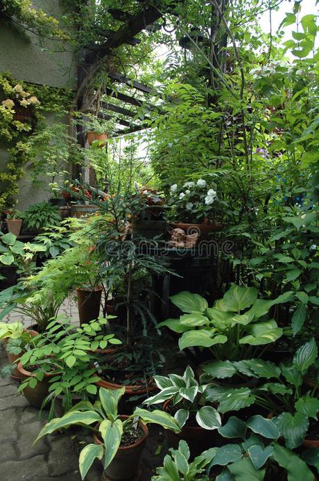 Plantación De Arbustos Ornamentales, Y árboles Foto de archivo ...