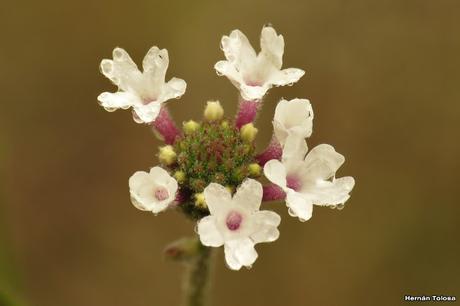 Camino de Colanchanga