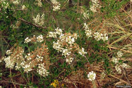 Camino de Colanchanga