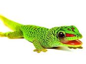 Gecko Diurno Madagascar (Phelsuma Grandis)⭐⭐⭐⭐⭐