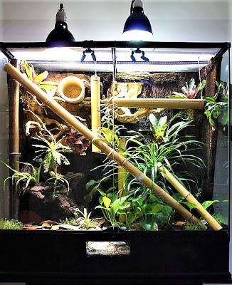 gecko terrario con bambu
