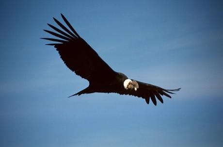 Las más hermosas emisiones de sellos postales latinoamericanos con la temática Aves (2a parte).