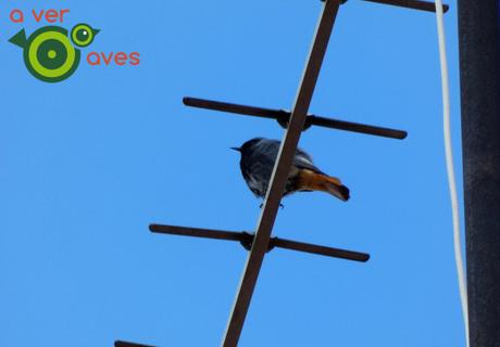Treinta especies desde la ventana y el balcón
