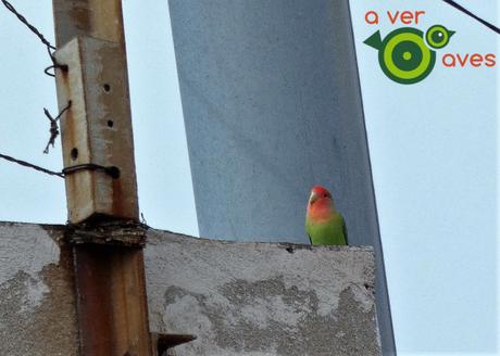 Treinta especies desde la ventana y el balcón