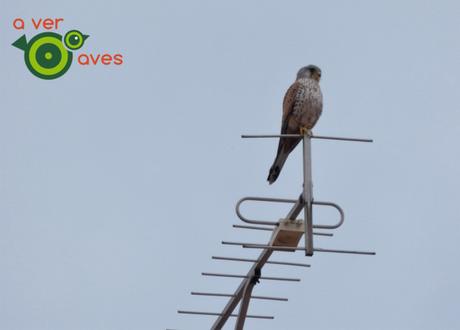 Treinta especies desde la ventana y el balcón