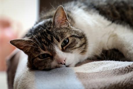 Descubrimientos del mes /abril 20'/