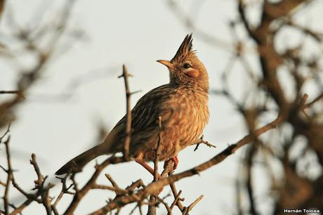 Crestudo (Coryphistera alaudina)