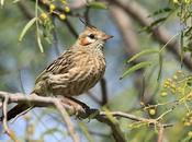 Crestudo (Coryphistera alaudina)