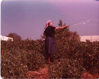 CORAZONES DE ALCACHOFAS CON ALMEJAS DE MALAGA, JAMON SERRANO Y PEREJIL