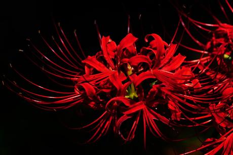 flores online sevilla: el envío de flores a domicilio