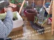 Siembra patatas casa. trasplante