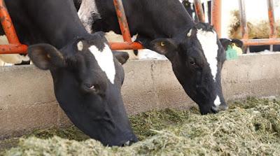 APLICA EDOMÉX MÁS DE 6 MIL VACUNAS CONTRA LA RABIA PARALÍTICA EN BOVINOS