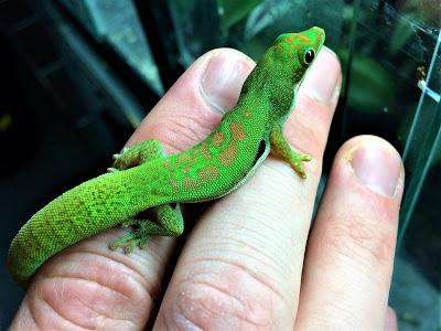Gecko diurno pequeño Phelsuma lineata