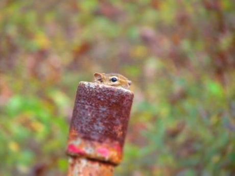 Los animales y el sexto sentido, profetas de catástrofes naturales Los animales y el sexto sentido, profetas de catástrofes naturales