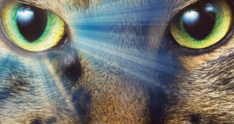 Los animales y el sexto sentido, profetas de catástrofes naturales Los animales y el sexto sentido, profetas de catástrofes naturales