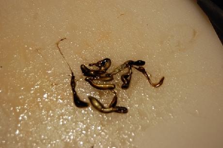 Calamares en su tinta, la receta casera de mi madre Calamares en su tinta, la receta casera de mi madre