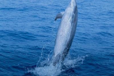 Excursión Avistamiento de Delfines Mular Costa Acantilados de Los Gigantes Tenerife Agosto 2018