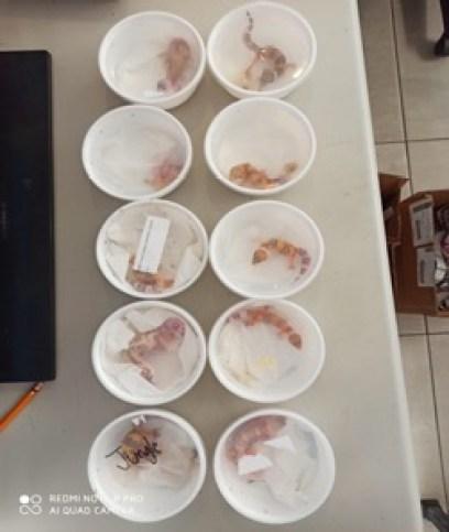 PROFEPA asegura 10 geckos en el Aeropuerto Ponciano Arriaga PROFEPA asegura 10 geckos en el Aeropuerto Ponciano Arriaga